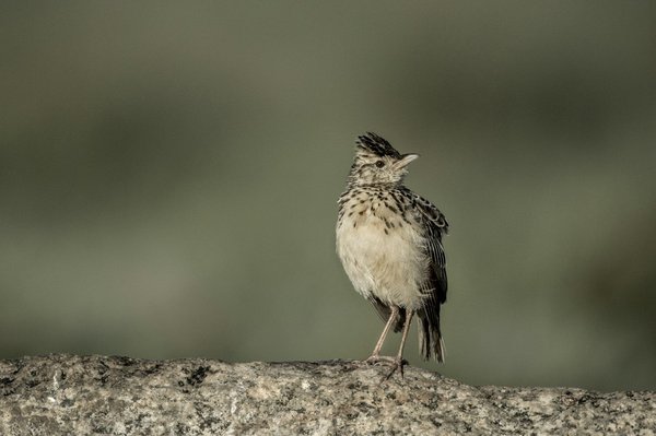 Lyon : créez votre voyage sur mesure inoubliable!